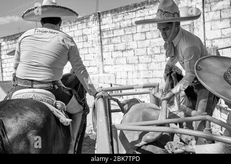 Les cow-boys mexicains préparant un taureau pour l'un des événements pendant une "charreria". Charrerias sont l'équivalent mexicain des rodéos. Pendant trois jours la partie Banque D'Images