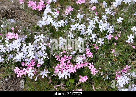 Couverture de terrain Phlox sur un lit de fleurs. Petites fleurs roses pour les bouffées de décoration dans le jardin. Buissons Phlox subulata à fleurs gros plan. Banque D'Images