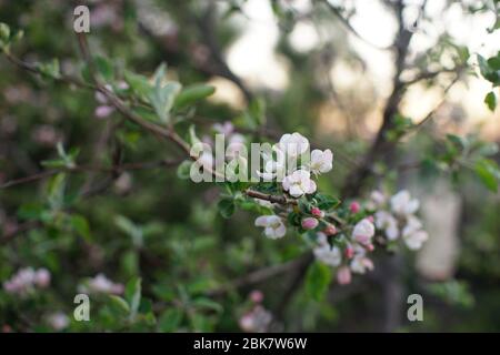 Pommier en fleur avec fleurs roses blanches sur la branche de la ferme Banque D'Images