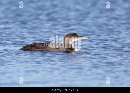 Un mineur Grand plongeur du nord ou Loon commun (Gavia immer) sur un lac en Angleterre en hiver Banque D'Images