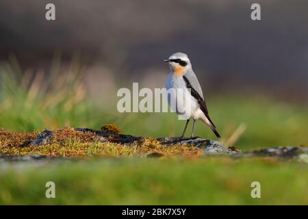 Un plumage adulte mâle de la race de la race nominé sur l'île de Mull, en Écosse Banque D'Images