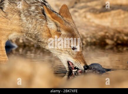 Jackal à dos noir alimentant kgalagadi Banque D'Images