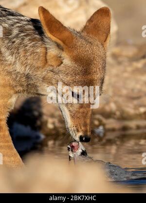 Jackal à dos noir alimentant kgalagadi Banque D'Images