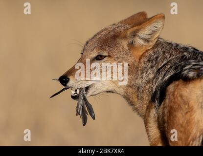 Jackal à dos noir alimentant kgalagadi Banque D'Images