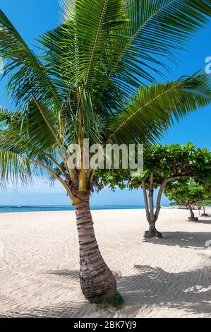 Plage bordée de palmiers à Sanur Bali Indonésie Banque D'Images