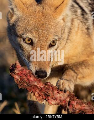 Jackal à dos noir alimentant kgalagadi Banque D'Images