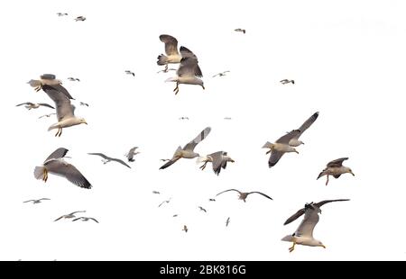 Troupeau de mouettes au-dessus de la mer, de nombreux oiseaux isolés sur fond blanc Banque D'Images