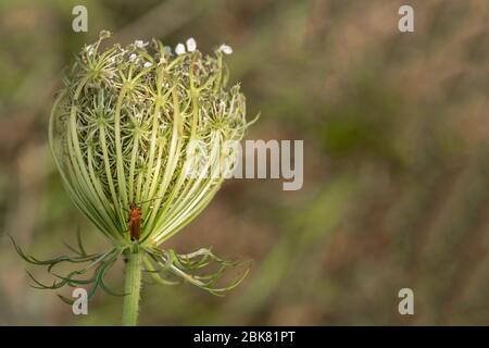 Carotte sauvage - Daucus carota subsp. Carota Banque D'Images