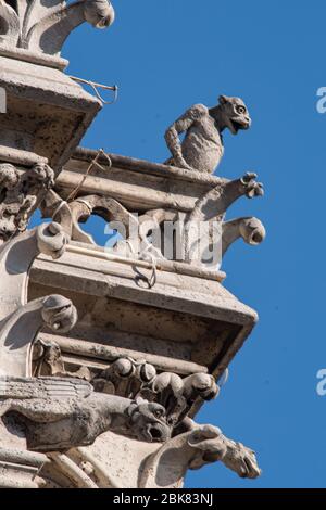 Paris, France - septembre 2013' Chimera sur les tours de la cathédrale notre Dame Banque D'Images