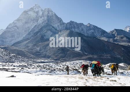 Des yaks au-dessus de Dingboche sur le chemin de Thokla et Lobuche sur Everest base Camp Trek Banque D'Images