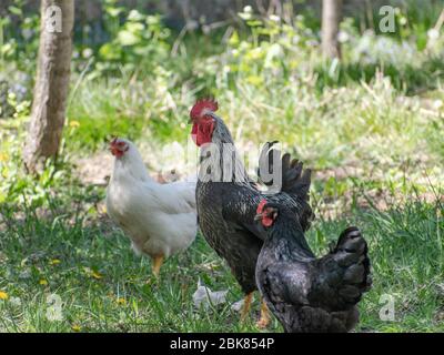 Coq et poules sur une ferme, volaille domestique, Gallus gallus domesticus Banque D'Images