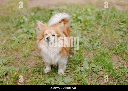 Le chien mignon petit sourire Chihuahua dans le jardin sur l'herbe est de repos sur une chaude journée ensoleillée d'été.le jeune chien énergique marche dans la prairie Banque D'Images