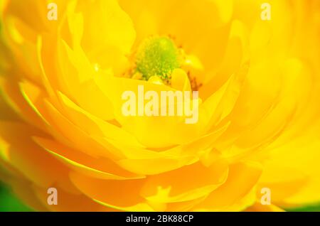 Jaune Ranunculus Asiatico, gros plan. Macro. Buttercup persan Banque D'Images