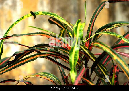 Feuilles colorées d'un arbre dans le jardin fleuri du Bangladesh avec un arrière-plan flou doux Banque D'Images