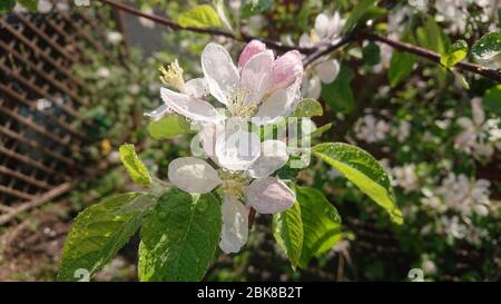 L'eau tombe sur les pétales de fleurs de pomme. Fruits en fleurs dans le verger. La scène rurale du printemps après la pluie. Banque D'Images