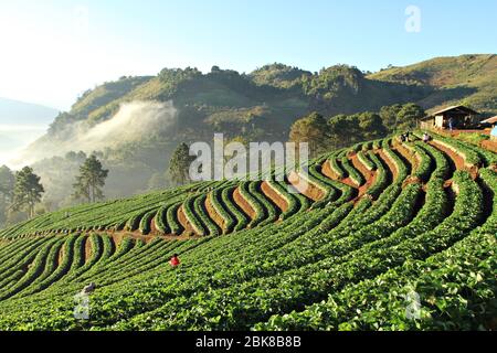 Matin brumeux dans le jardin des fraises à la montagne de doi ang khang, Chiangmai, Thaïlande Banque D'Images