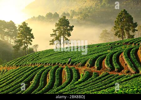 Matin brumeux dans le jardin des fraises à la montagne de doi ang khang, Chiangmai, Thaïlande Banque D'Images