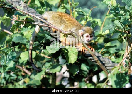 Un petit singe écureuil est assis sur une corde entre les feuilles Banque D'Images