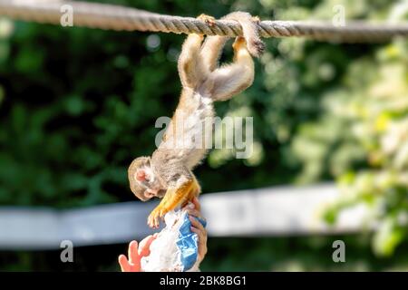 Un petit singe écureuil est assis sur une corde et atteint pour un sac en papier d'un humain Banque D'Images