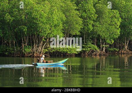 Forêt de mangroves dans le parc national de mu ko chumphon parcs nationaux et réserves marines îles Chumphon, Thaïlande Banque D'Images