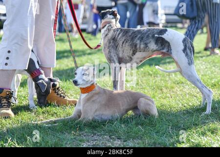 Femme marche sur une laisse de trois chiens sur le concours Banque D'Images