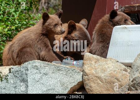 Une femelle ours noir américain et ses oursons se déchèrent pour la nourriture dans un camping au lac George, Mammoth Lakes, Californie Banque D'Images