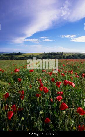 France, Moselle (57), Rouhling, Poppies dans la farine de blé en été Banque D'Images