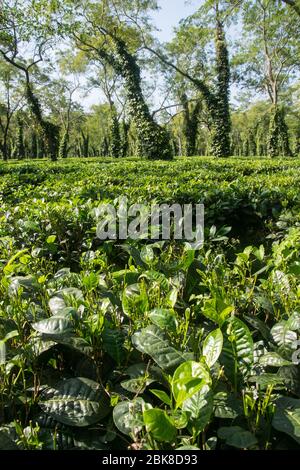 Plantation de thé typique à Assam près du parc national de Kaziranga Banque D'Images