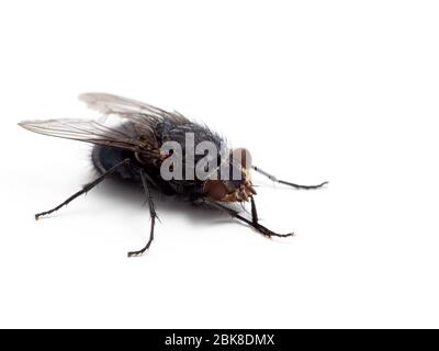 Chaloupes ou mouches (Calliphora vicina) nettoyage de ses jambes et visage, isolé. Cette espèce est l'une des espèces de mouches les plus importantes pour le foren Banque D'Images