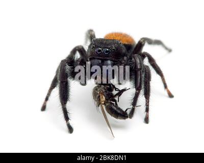 Jolie araignée de Johnson, Phidipus johnsoni, se nourrissant à la volée, isolée sur blanc.photographiée dans Delta, Colombie-Britannique, Canada Banque D'Images