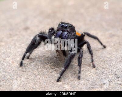 L'araignée sautant de Johnson mâle, Phidipus johnsoni, sur un rocher, regardant vers le haut tout en se nourrissant à la volée. Delta, Colombie-Britannique, Canada Banque D'Images