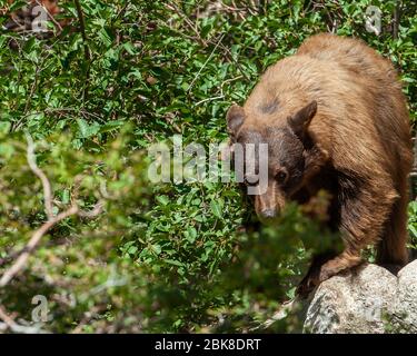 Une femelle ours noir américain approchant un camping Banque D'Images