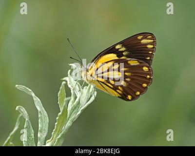 Beau papillon à pois noir et jaune qui baille la rosée des feuilles avec des ailes fermées à OL Pejeta Conservancy, Laikipia, Kenya, Afrique Banque D'Images