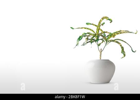 Close up attrayant des feuilles larges Croton plante sur pot blanc brillant, isolé sur fond blanc. Banque D'Images