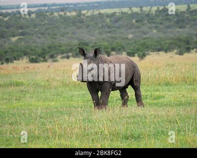 Bébé mignon White Rhinoceros (Ceratotherium simum) sur la prairie de OL Pejeta Conservancy, Laikipia, Kenya, Afrique Banque D'Images
