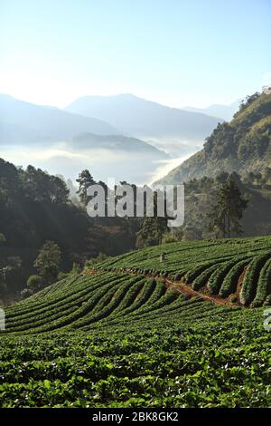 Matin brumeux dans le jardin des fraises à la montagne de doi ang khang, Chiangmai, Thaïlande Banque D'Images