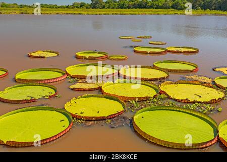 Lily Pads géante sur un étang de zones humides à Porto Jofre dans le Pantanal au Brésil Banque D'Images