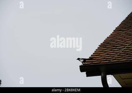 un magpie assis sur le bord d'un toit dans une vue latérale, photo prise à partir du profil Banque D'Images