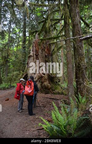 Les randonneurs s'arrêtent sur un sentier dans une ancienne forêt près du lac Crescent, dans le parc national olympique, État de Washington, États-Unis. Banque D'Images