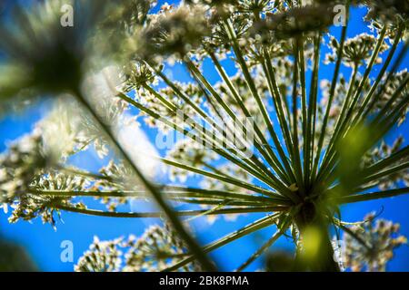 Panais de vache, Mount Tamalpais, Californie Banque D'Images