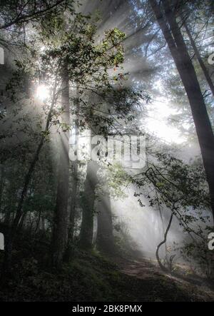 Lumière du matin, parc national de Mount Tamalpais, Californie Banque D'Images