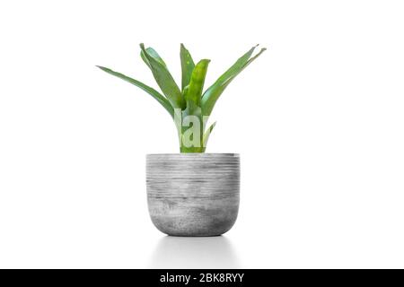 Vert broméliad dans vase en ciment pot isolé sur fond blanc. Banque D'Images