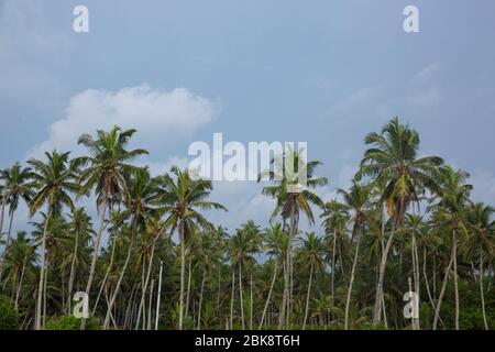 Plantation d'arbres de noix de coco, Negombo, Sri Lanka. Banque D'Images