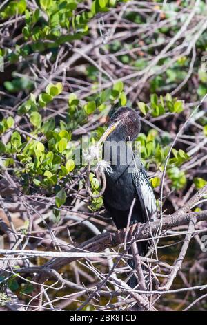 Homme Anhinga assis sur une branche d'arbre avec un morceau de corde. Réserve nationale de Big Cypress. Floride. ÉTATS-UNIS Banque D'Images