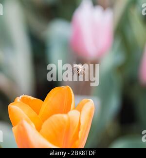 Tulipe et abeille jaunes Banque D'Images