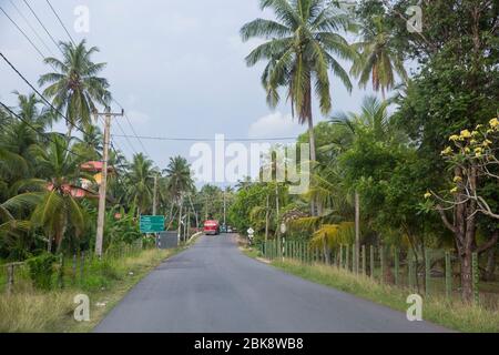 Plantation d'arbres de noix de coco à côté d'une route à Negombo, Sri Lanka. Banque D'Images