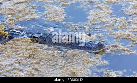 Un petit alligator américain sauvage (alligator missippiensis) se déplace lentement et silencieusement à travers des plantes aquatiques sur un lac de Floride. Banque D'Images