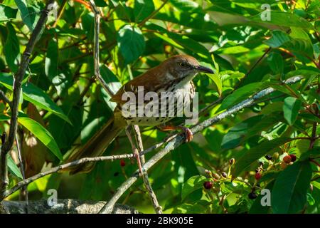 Oiseau Thrasher brun (Toxostoma rufum) debout dans un brousse, Stuart, Floride, États-Unis Banque D'Images