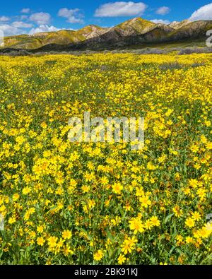 Fiddlenecks Monolopia Tremblor, gamme, Carizzo, Plaine de Monument National, San Luis Obispo County, Californie Banque D'Images