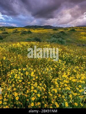 Monolopia, Fiddlenecks, Caliente Range, monument national de la plaine Carrizo, comté de San Luis Obispo, Californie Banque D'Images